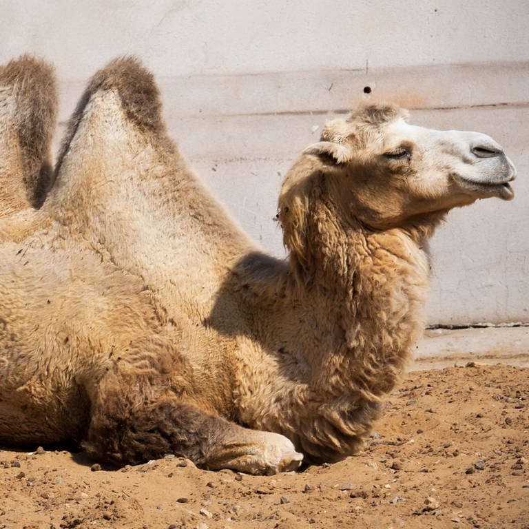 ein Kamel liegt im Sand