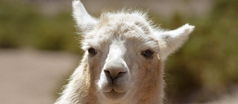 Ein Lama