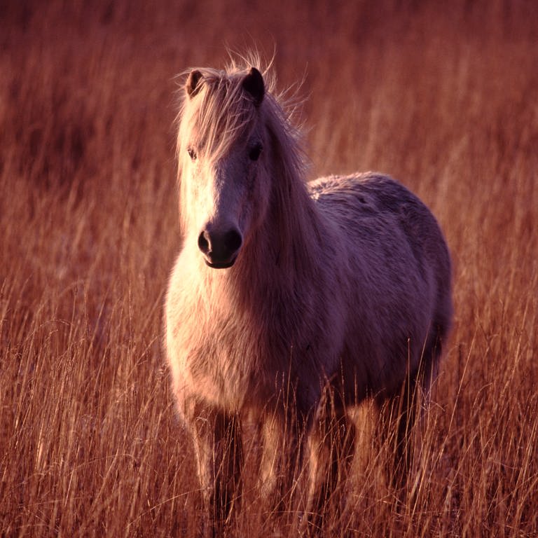 Ein Islandpferd im hohen Gras