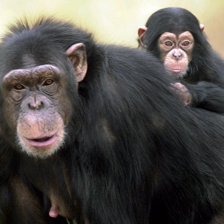 Schimpanse mit Baby