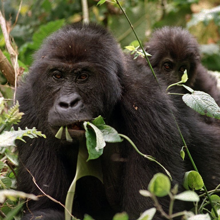 Ein erwachsener Gorilla mit einem kleinen Gorillababy