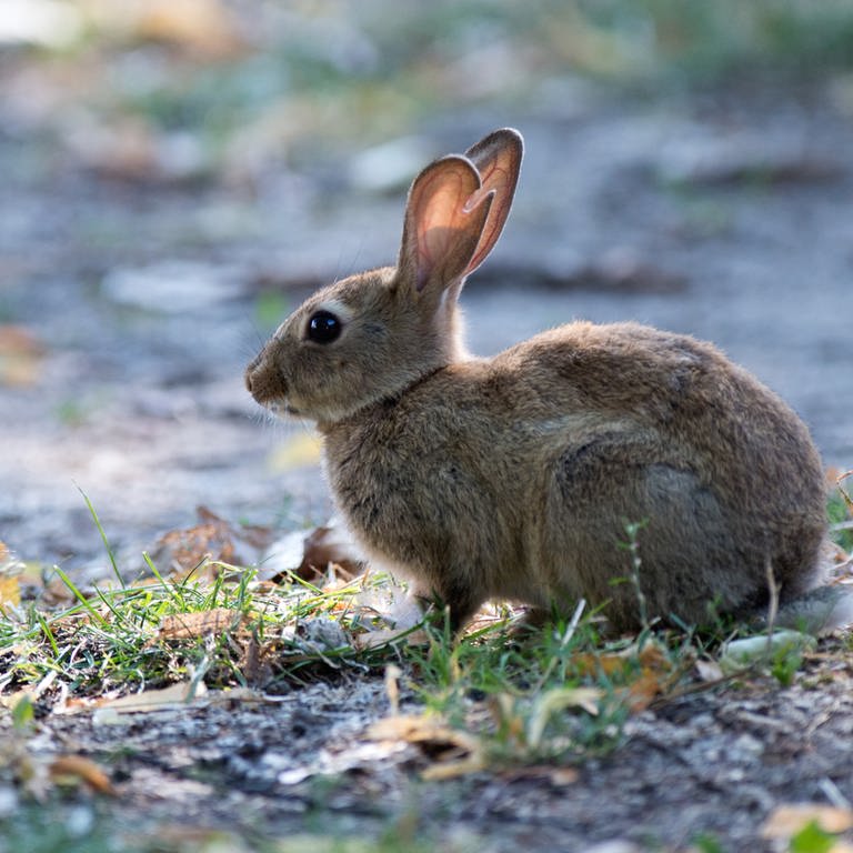 Ein Kaninchen hockt im Park