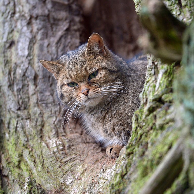 Eine Wildkatze sitzt in einem Baumloch