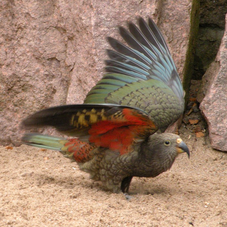 Ein Kea Papagei