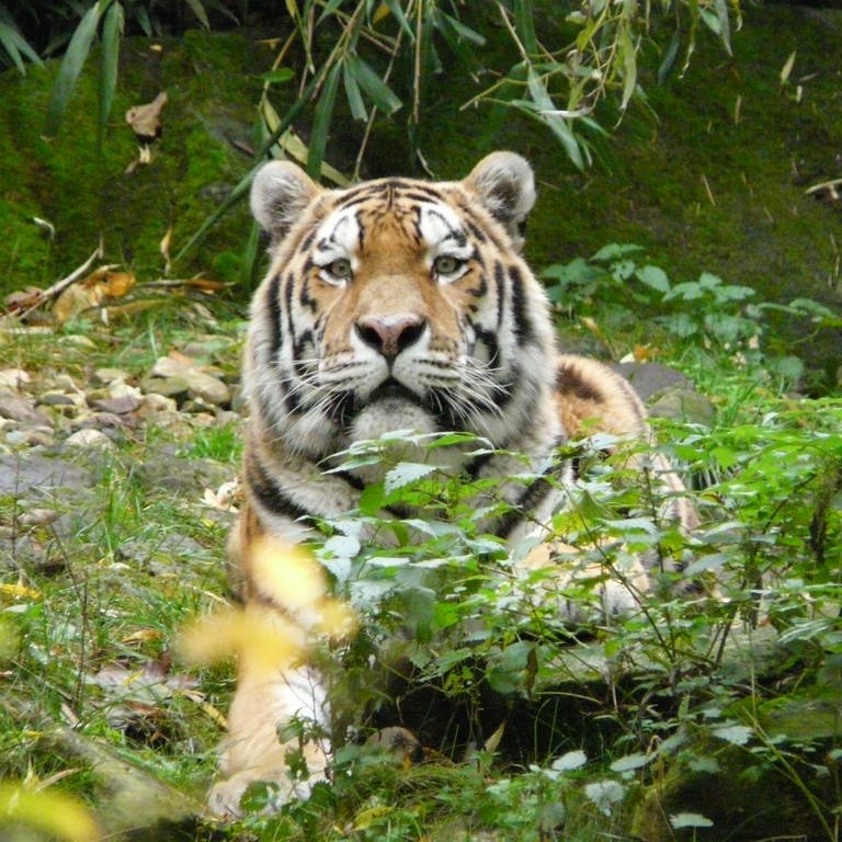 Tiger guckt hinter Büschen hervor