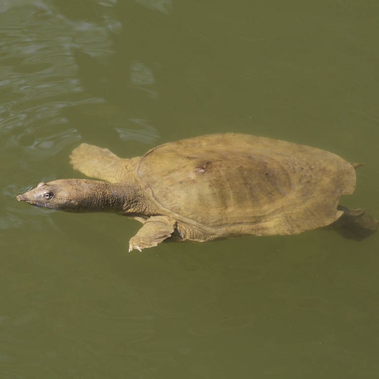eine Papuaweichschildkröte im Wasser