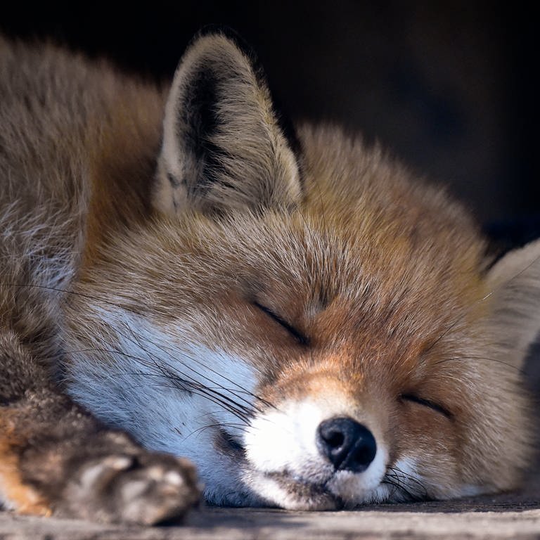 Ein Fuchs schläft